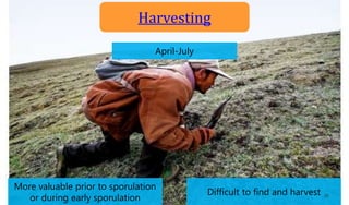April-July
More valuable prior to sporulation
or during early sporulation
Difficult to find and harvest
Harvesting
26
 