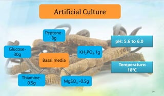 Basal media
Peptone-
8g
KH2PO4-1g
MgSO4 -0.5g
Thiamine-
0.5g
Glucose-
30g
pH: 5.6 to 6.0
Temperature:
18⁰C
Artificial Culture
29
 