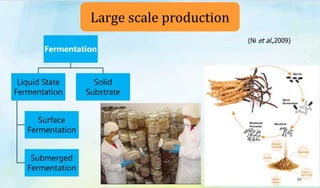 Large scale production
(Ni et al.,2009)
Fermentation
Liquid State
Fermentation
Surface
Fermentation
Submerged
Fermentation
Solid
Substrate
30
 