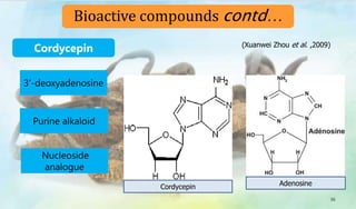 3’-deoxyadenosine
Nucleoside
analogue
Purine alkaloid
Cordycepin
36
Bioactive compounds contd…
(Xuanwei Zhou et al. ,2009)
Cordycepin Adenosine
 