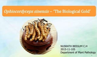 Ophiocordyceps sinensis – ‘ The Biological Gold’
4
NUSRATH BEEGUM C.H
2015-11-105
Department of Plant Pathology
 