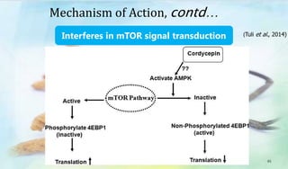 Interferes in mTOR signal transduction
Mechanism of Action, contd…
45
(Tuli et al., 2014)
 