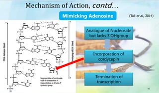 Termination of
transcription
Incorporation of
cordycepin
Analogue of Nucleoside
but lacks 3’OHgroup
Mimicking Adenosine
Mechanism of Action, contd…
46
(Tuli et al., 2014)
 