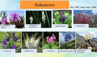 50
Rhododendron
setosum
Delphinium sp. Primula sp Meconopsis horridula
Rhododendron
anthopogon
Pedicularis sp.Neopicrorhiza sp
Polygonum
pensylvanicum
Acontium sp.
Enhancers (Wu, 1997; Zang; Kinjo, 1998)
 