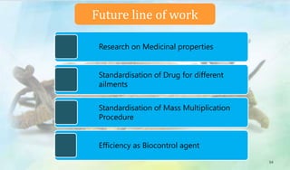 54
Future line of work
Research on Medicinal properties
Standardisation of Drug for different
ailments
Standardisation of Mass Multiplication
Procedure
Efficiency as Biocontrol agent
 