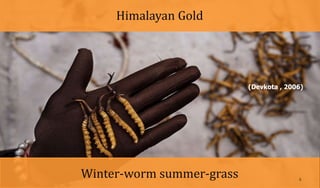(Devkota , 2006)
Himalayan Gold
Winter-worm summer-grass 6
 