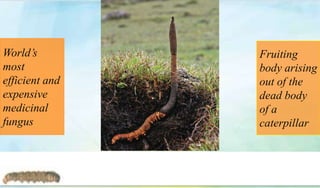 Fruiting
body arising
out of the
dead body
of a
caterpillar
World’s
most
efficient and
expensive
medicinal
fungus
8
 