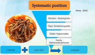 Division : Ascomycota
Class :Sordariomycetes
Order: Hypocreales
Family:
Ophiocordycipitaceae
Systematic position
9
Cord=club Ceps= head Cordyceps
(Arora, 2015)
 