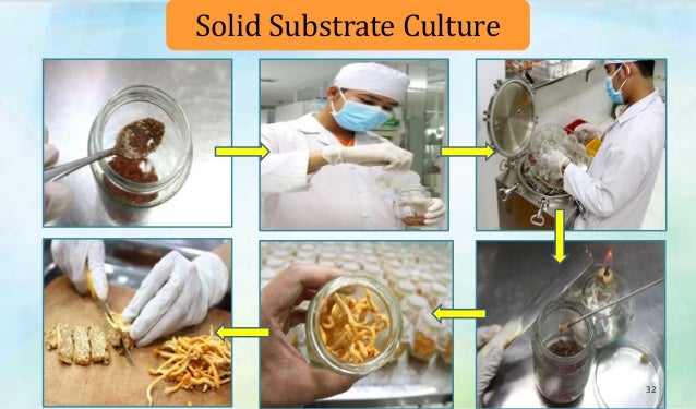 Cordyceps history picture