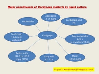 Cordyceps ppt.pptx