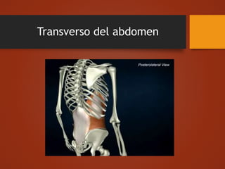 Transverso del abdomen
 