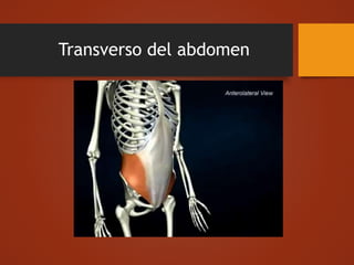 Transverso del abdomen
 