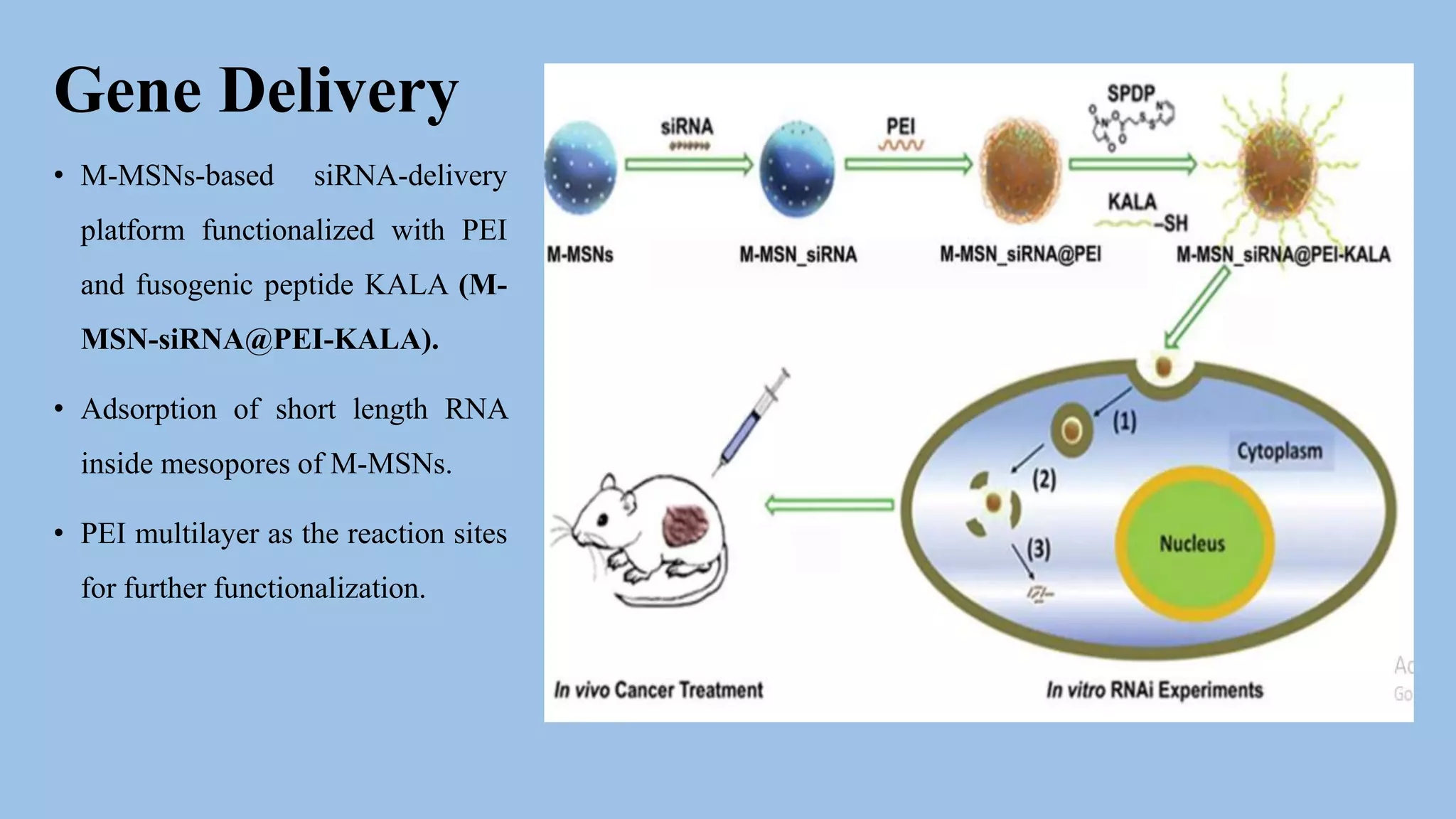 Gene Delivery
• M-MSNs-based siRNA-delivery
platform functionalized with PEI
and fusogenic peptide KALA (M-
MSN-siRNA@PEI-KALA).
• Adsorption of short length RNA
inside mesopores of M-MSNs.
• PEI multilayer as the reaction sites
for further functionalization.
 