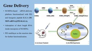 Gene Delivery
• M-MSNs-based siRNA-delivery
platform functionalized with PEI
and fusogenic peptide KALA (M-
MSN-siRNA@PEI-KALA).
• Adsorption of short length RNA
inside mesopores of M-MSNs.
• PEI multilayer as the reaction sites
for further functionalization.
 