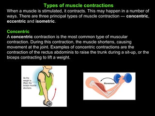 Types of muscle contractions
When a muscle is stimulated, it contracts. This may happen in a number of
ways. There are three principal types of muscle contraction — concentric,
eccentric and isometric.
Concentric
A concentric contraction is the most common type of muscular
contraction. During this contraction, the muscle shortens, causing
movement at the joint. Examples of concentric contractions are the
contraction of the rectus abdominis to raise the trunk during a sit-up, or the
biceps contracting to lift a weight.
 