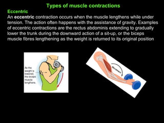 Types of muscle contractions
Eccentric
An eccentric contraction occurs when the muscle lengthens while under
tension. The action often happens with the assistance of gravity. Examples
of eccentric contractions are the rectus abdominis extending to gradually
lower the trunk during the downward action of a sit-up, or the biceps
muscle fibres lengthening as the weight is returned to its original position
 