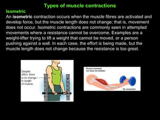 Types of muscle contractions
Isometric
An isometric contraction occurs when the muscle fibres are activated and
develop force, but the muscle length does not change; that is, movement
does not occur. Isometric contractions are commonly seen in attempted
movements where a resistance cannot be overcome. Examples are a
weight-lifter trying to lift a weight that cannot be moved, or a person
pushing against a wall. In each case, the effort is being made, but the
muscle length does not change because the resistance is too great.
 