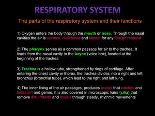 The parts of the respiratory system and their functions
1) Oxygen enters the body through the mouth or nose. Through the nasal
cavities the air is warmed, moistened and filtered for any foreign material
2) The pharynx serves as a common passage for air to the trachea. It
leads from the nasal cavity to the larynx (voice box), located at the
beginning of the trachea
3) Trachea is a hollow tube, strengthened by rings of cartilage. After
entering the chest cavity or thorax, the trachea divides into a right and left
bronchus (bronchial tube), which lead to the right and left lung.
4) The inner lining of the air passages, produces mucus that catches and
holds dirt and germs. It is also covered in microscopic hairs (cilia) that
remove dirt, irritants and mucus through steady, rhythmic movements
 