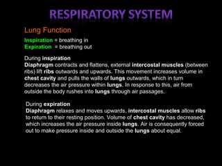 Lung Function
Inspiration = breathing in
Expiration = breathing out
During inspiration
Diaphragm contracts and flattens, external intercostal muscles (between
ribs) lift ribs outwards and upwards. This movement increases volume in
chest cavity and pulls the walls of lungs outwards, which in turn
decreases the air pressure within lungs. In response to this, air from
outside the body rushes into lungs through air passages.
During expiration
Diaphragm relaxes and moves upwards, intercostal muscles allow ribs
to return to their resting position. Volume of chest cavity has decreased,
which increases the air pressure inside lungs. Air is consequently forced
out to make pressure inside and outside the lungs about equal.
 
