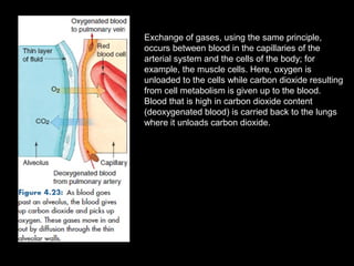 Exchange of gases, using the same principle,
occurs between blood in the capillaries of the
arterial system and the cells of the body; for
example, the muscle cells. Here, oxygen is
unloaded to the cells while carbon dioxide resulting
from cell metabolism is given up to the blood.
Blood that is high in carbon dioxide content
(deoxygenated blood) is carried back to the lungs
where it unloads carbon dioxide.
 