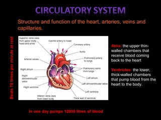 Structure and function of the heart, arteries, veins and
capillaries.
Beats70timesperminuteatrest
In one day pumps 12000 litres of blood
Atria: the upper thin-
walled chambers that
receive blood coming
back to the heart
Ventricles: the lower,
thick-walled chambers
that pump blood from the
heart to the body.
 