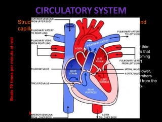 Structure and function of the heart, arteries, veins and
capillaries.
Beats70timesperminuteatrest
In one day pumps 12000 litres of blood
Atria: the upper thin-
walled chambers that
receive blood coming
back to the heart
Ventricles: the lower,
thick-walled chambers
that pump blood from the
heart to the body.
 