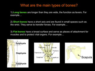 What are the main types of bones?
1) Long bones are longer than they are wide, the function as levers. For
example…
2) Short bones have a short axis and are found in small spaces such as
the wrist. They serve to transfer forces. For example…
3) Flat bones have a broad surface and serve as places of attachment for
muscles and to protect vital organs. For example…
 