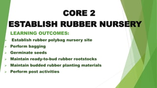 CORE 2
ESTABLISH RUBBER NURSERY
LEARNING OUTCOMES:
 Establish rubber polybag nursery site
 Perform bagging
 Germinate seeds
 Maintain ready-to-bud rubber rootstocks
 Maintain budded rubber planting materials
 Perform post activities
 