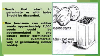 CORE 2 ESTABLISH RUBBER NURSERY pptx Gardening Home Garden CORE 2 ESTABLISH RUBBER NURSERY pptx Gardening Home Garden