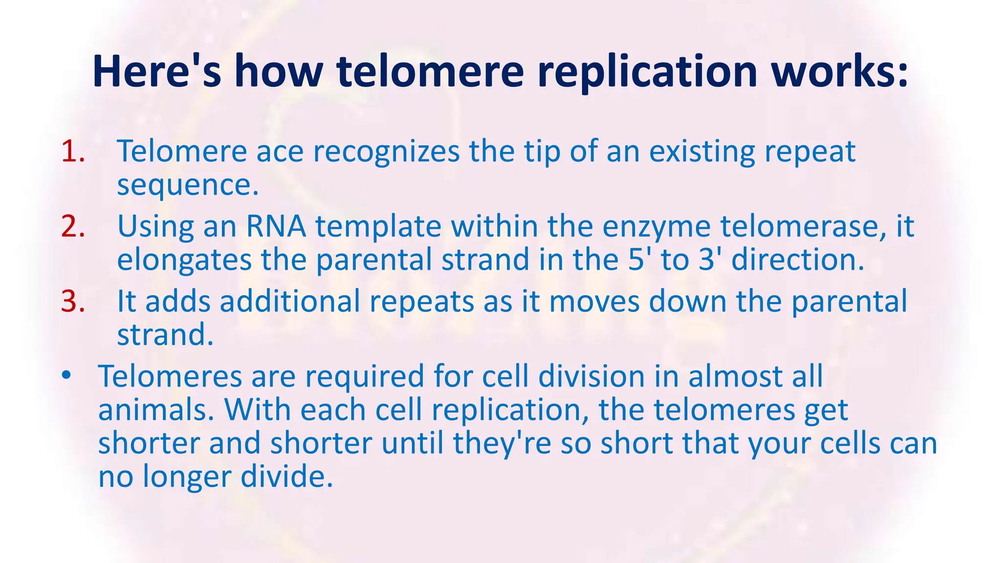 Here's how telomere replication works:
1. Telomere ace recognizes the tip of an existing repeat
sequence.
2. Using an RNA template within the enzyme telomerase, it
elongates the parental strand in the 5' to 3' direction.
3. It adds additional repeats as it moves down the parental
strand.
• Telomeres are required for cell division in almost all
animals. With each cell replication, the telomeres get
shorter and shorter until they're so short that your cells can
no longer divide.
 