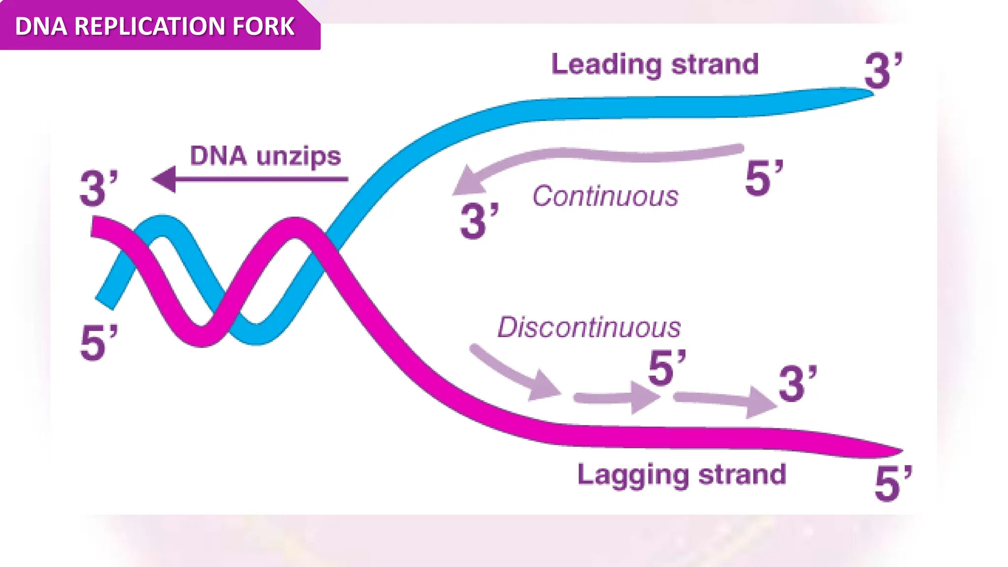 DNA REPLICATION FORK
 