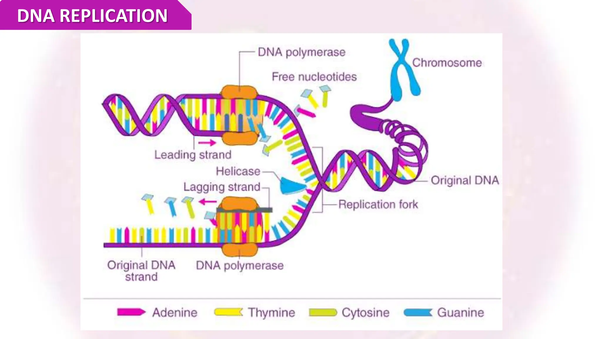 DNA REPLICATION
 