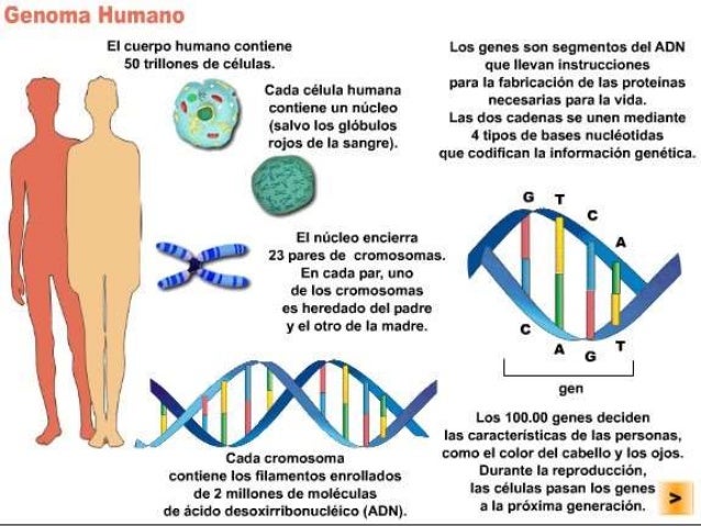 Enfermerdad de Huntington Enfermerdad de Huntington