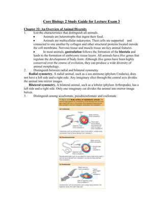 Core Biology 2 Study Guide for Lecture Exam 3
Chapter 32: An Overview of Animal Diversity
1. List the characteristics that distinguish all animals.
Animals are heterotrophs that ingest their food.
Animals are multicellular eukaryotes. Their cells are supported   and
connected to one another by collagen and other structural proteins located outside
the cell membrane. Nervous tissue and muscle tissue are key animal features.
In most animals, gastrulation follows the formation of the blastula and
leads to the formation of embryonic tissue layers. All animals have Hox genes that
regulate the development of body form. Although Hox genes have been highly
conserved over the course of evolution, they can produce a wide diversity of
animal morphology.
2. Distinguish between radial and bilateral symmetry.
Radial symmetry. A radial animal, such as a sea anemone (phylum Cnidaria), does
not have a left side and a right side. Any imaginary slice through the central axis divides
the animal into mirror images.
Bilateral symmetry. A bilateral animal, such as a lobster (phylum Arthropoda), has a
left side and a right side. Only one imaginary cut divides the animal into mirror-image
halves.
3. Distinguish among acoelomate, pseudocoelomate and coelomate.
 