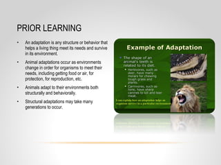 • An adaptation is any structure or behavior that
helps a living thing meet its needs and survive
in its environment.
• Animal adaptations occur as environments
change in order for organisms to meet their
needs, including getting food or air, for
protection, for reproduction, etc.
• Animals adapt to their environments both
structurally and behaviorally.
• Structural adaptations may take many
generations to occur.
PRIOR LEARNING
 