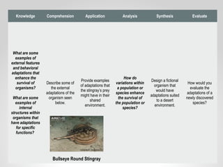 Knowledge Comprehension Application Analysis Synthesis Evaluate
What are some
examples of
external features
and behavioral
adaptations that
enhance the
survival of
organisms?
What are some
examples of
internal
structures within
organisms that
have adaptations
for specific
functions?
Describe some of
the external
adaptations of the
organism seen
below.
Provide examples
of adaptations that
the stingray’s prey
might have in their
shared
environment.
How do
variations within
a population or
species enhance
the survival of
the population or
species?
Design a fictional
organism that
would have
adaptations suited
to a desert
environment.
How would you
evaluate the
adaptations of a
newly discovered
species?
Bullseye Round Stingray
 