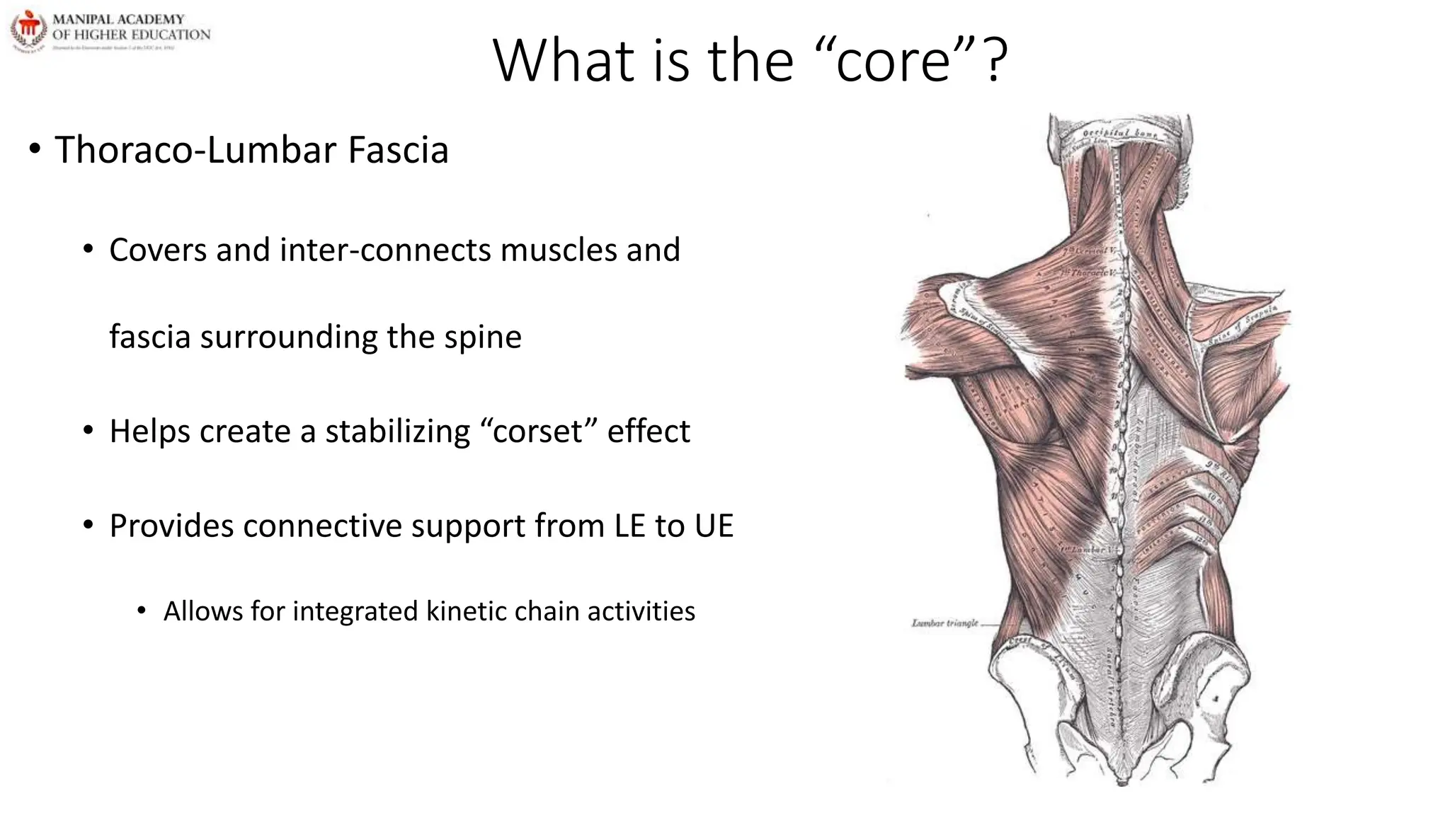 What is the “core”?
• Thoraco-Lumbar Fascia
• Covers and inter-connects muscles and
fascia surrounding the spine
• Helps create a stabilizing “corset” effect
• Provides connective support from LE to UE
• Allows for integrated kinetic chain activities
 