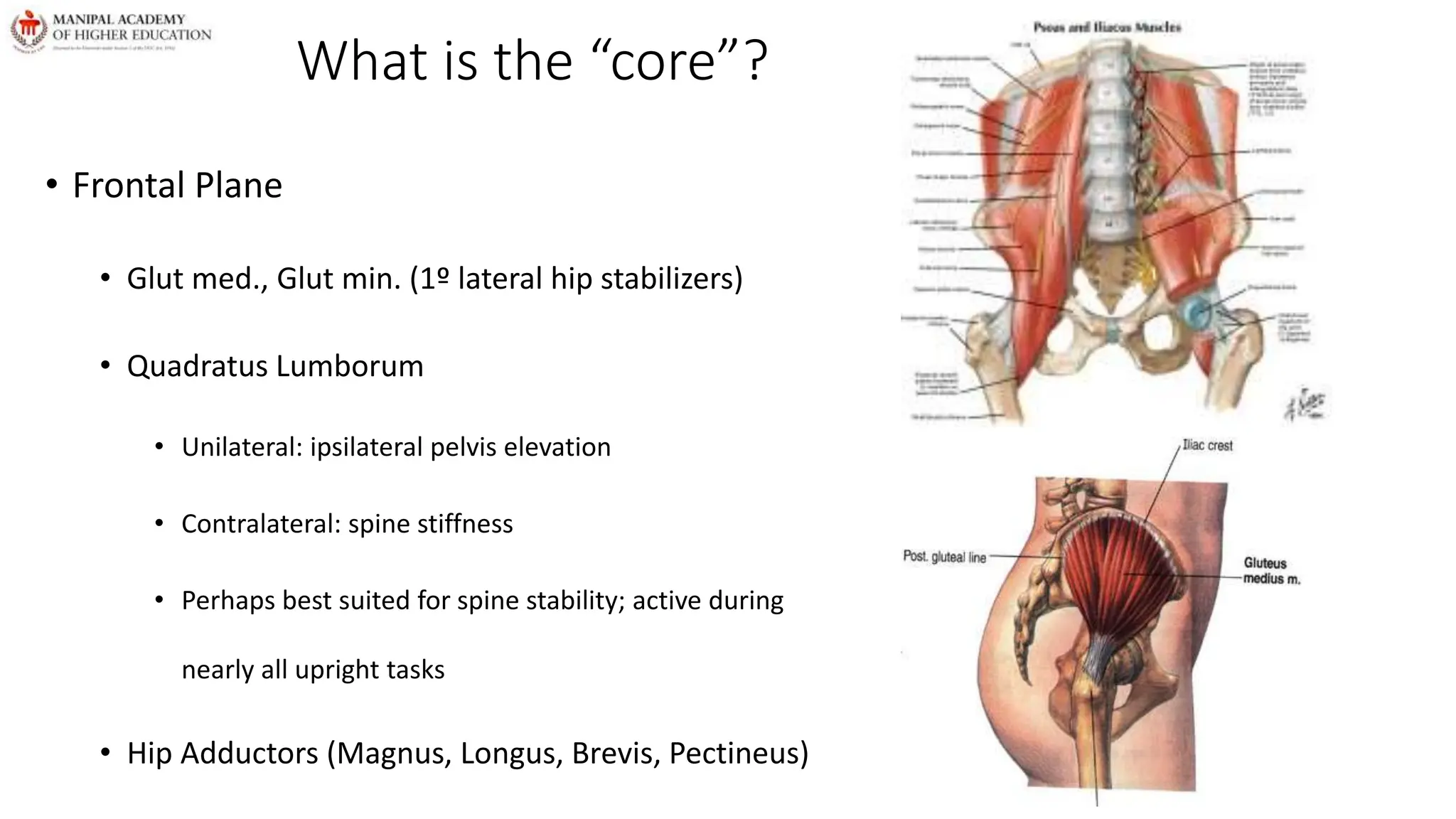 What is the “core”?
• Frontal Plane
• Glut med., Glut min. (1º lateral hip stabilizers)
• Quadratus Lumborum
• Unilateral: ipsilateral pelvis elevation
• Contralateral: spine stiffness
• Perhaps best suited for spine stability; active during
nearly all upright tasks
• Hip Adductors (Magnus, Longus, Brevis, Pectineus)
 