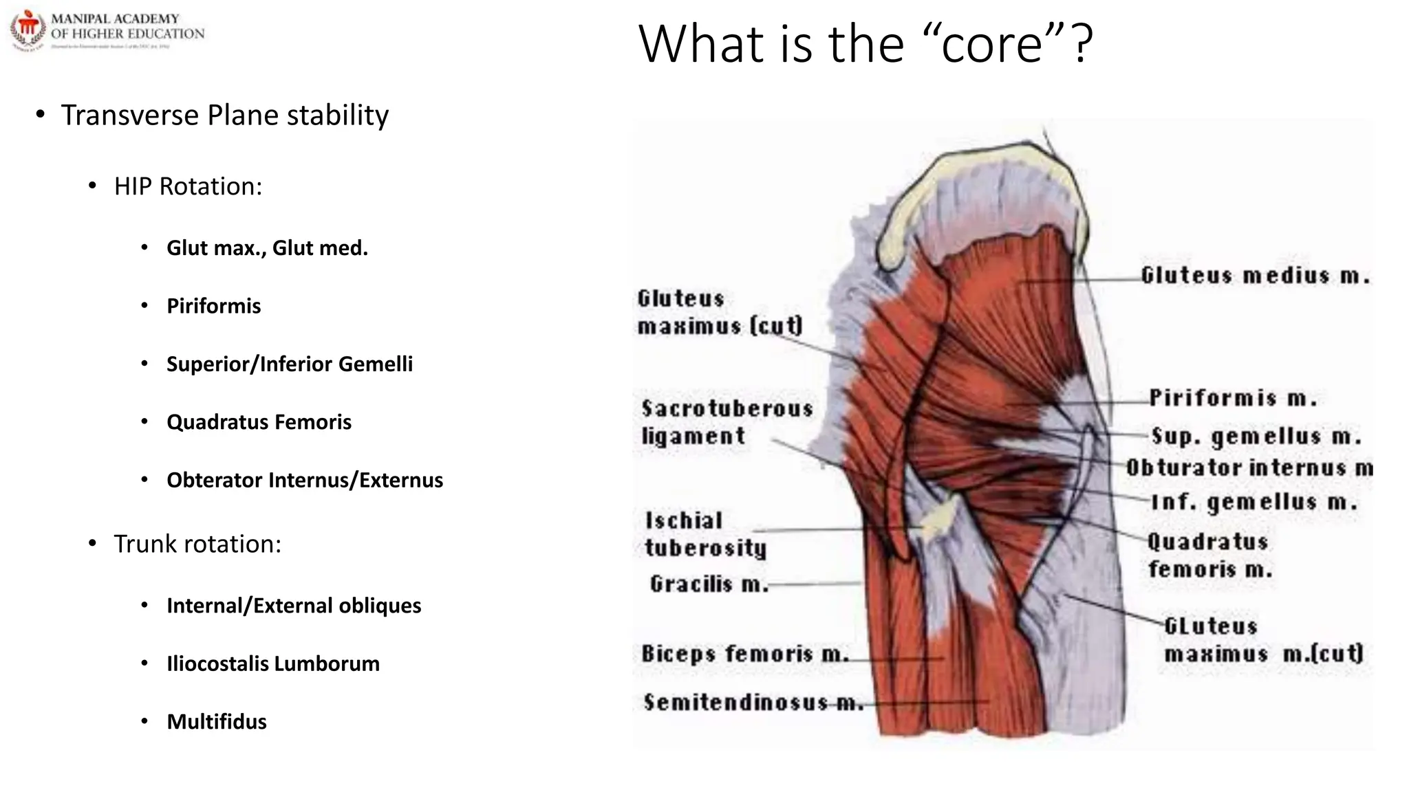 What is the “core”?
• Transverse Plane stability
• HIP Rotation:
• Glut max., Glut med.
• Piriformis
• Superior/Inferior Gemelli
• Quadratus Femoris
• Obterator Internus/Externus
• Trunk rotation:
• Internal/External obliques
• Iliocostalis Lumborum
• Multifidus
 