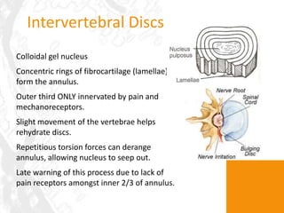 Subfibrillose Rings Core hip and slings function review oct 2012 | PPT