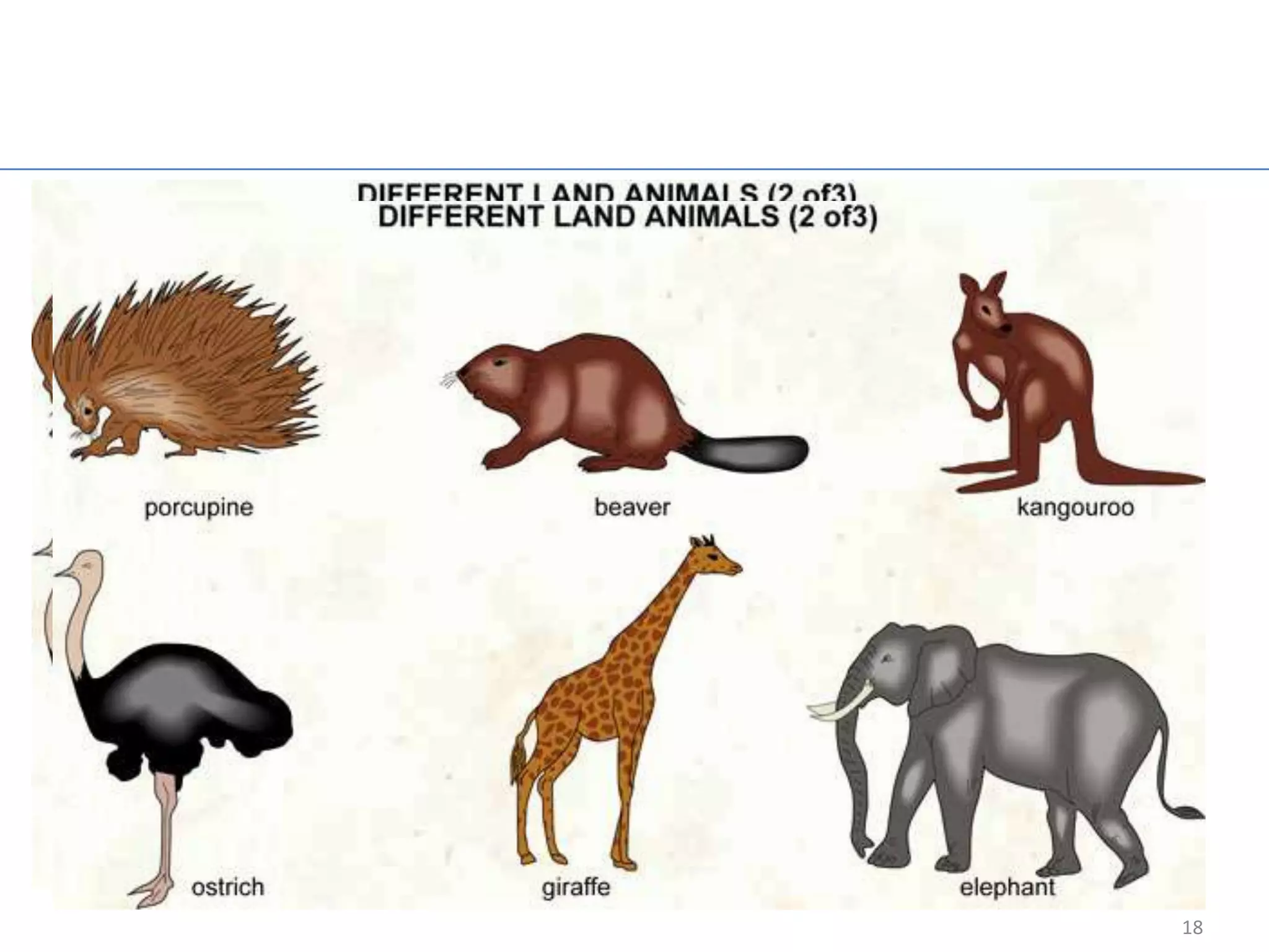 Animal Example




                 18
 