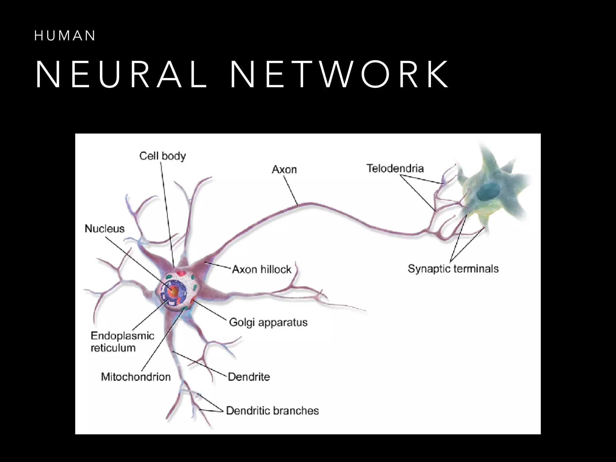N E U R A L N E T W O R K
H U M A N
 