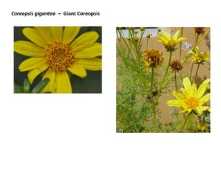 Coreopsis gigantea – Giant Coreopsis

 