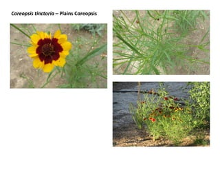 Coreopsis tinctoria – Plains Coreopsis
 