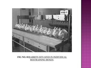 FIG NO. 01RABBITS SITUATED IN INDIVIDUAL
RESTRAINING BOXES.

 