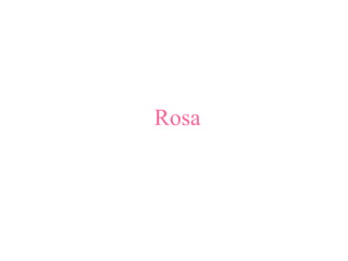Rosa
 