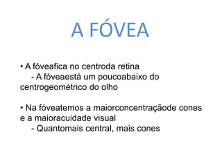 A FÓVEA 
• A fóveafica no centroda retina 
- A fóveaestá um poucoabaixo do 
centrogeométrico do olho 
• Na fóveatemos a maiorconcentraçãode cones 
e a maioracuidade visual 
- Quantomais central, mais cones 
 