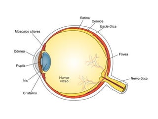 Linguagem da Cores - Aula 1