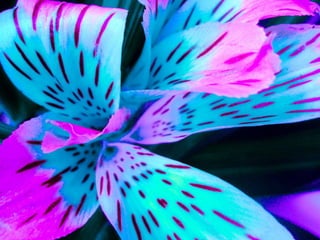 Cores Para Os Olhos E A Alma