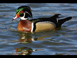 Cores Para Os Olhos E A Alma